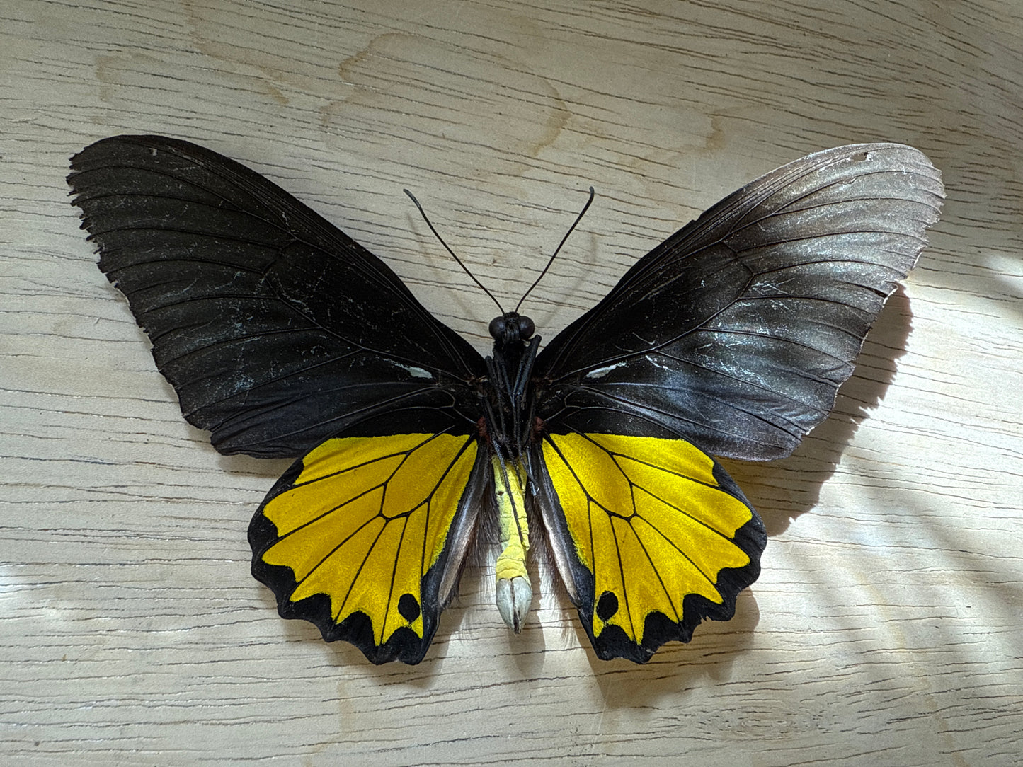 Spread Birdwing butterfly, not framed Lot 501