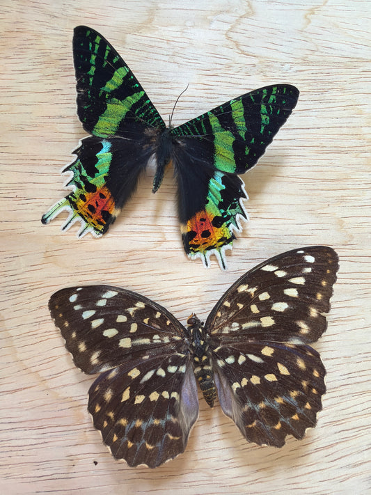 2 Spread specimens, not framed Lot 523