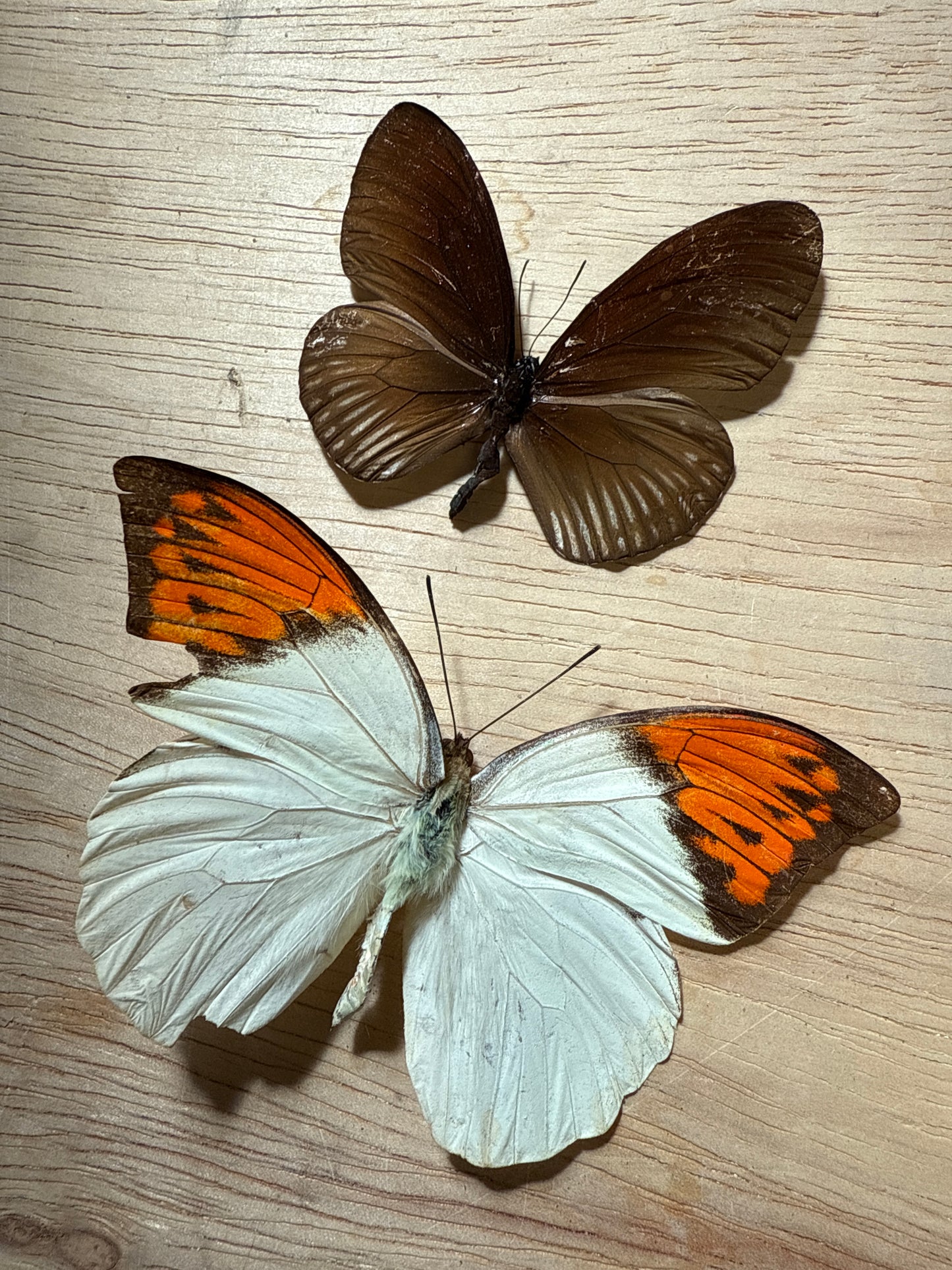 2 Spread butterflies, not framed Lot 505