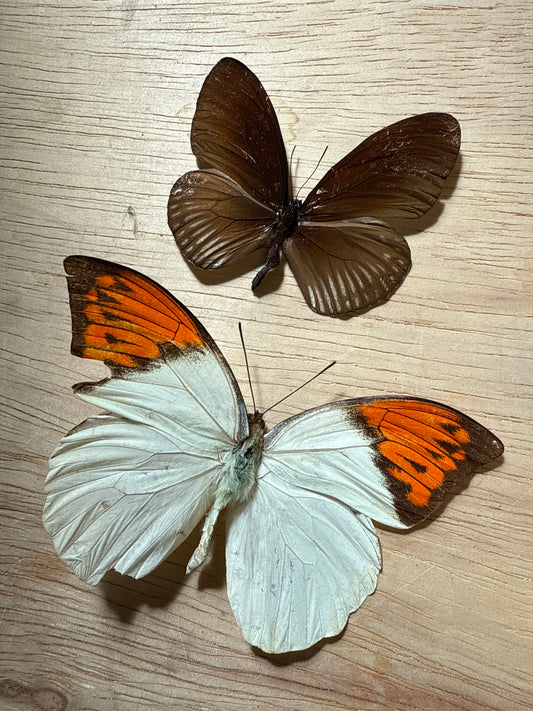 2 Spread butterflies, not framed Lot 505