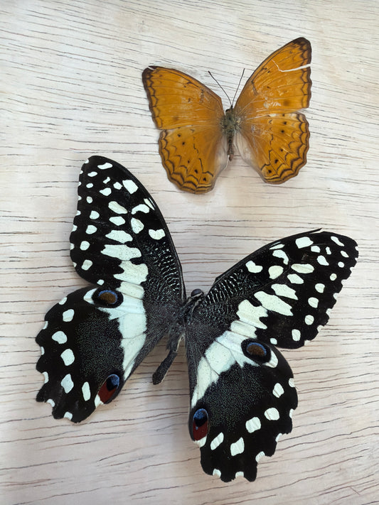 2 Spread specimens, not framed Lot 505