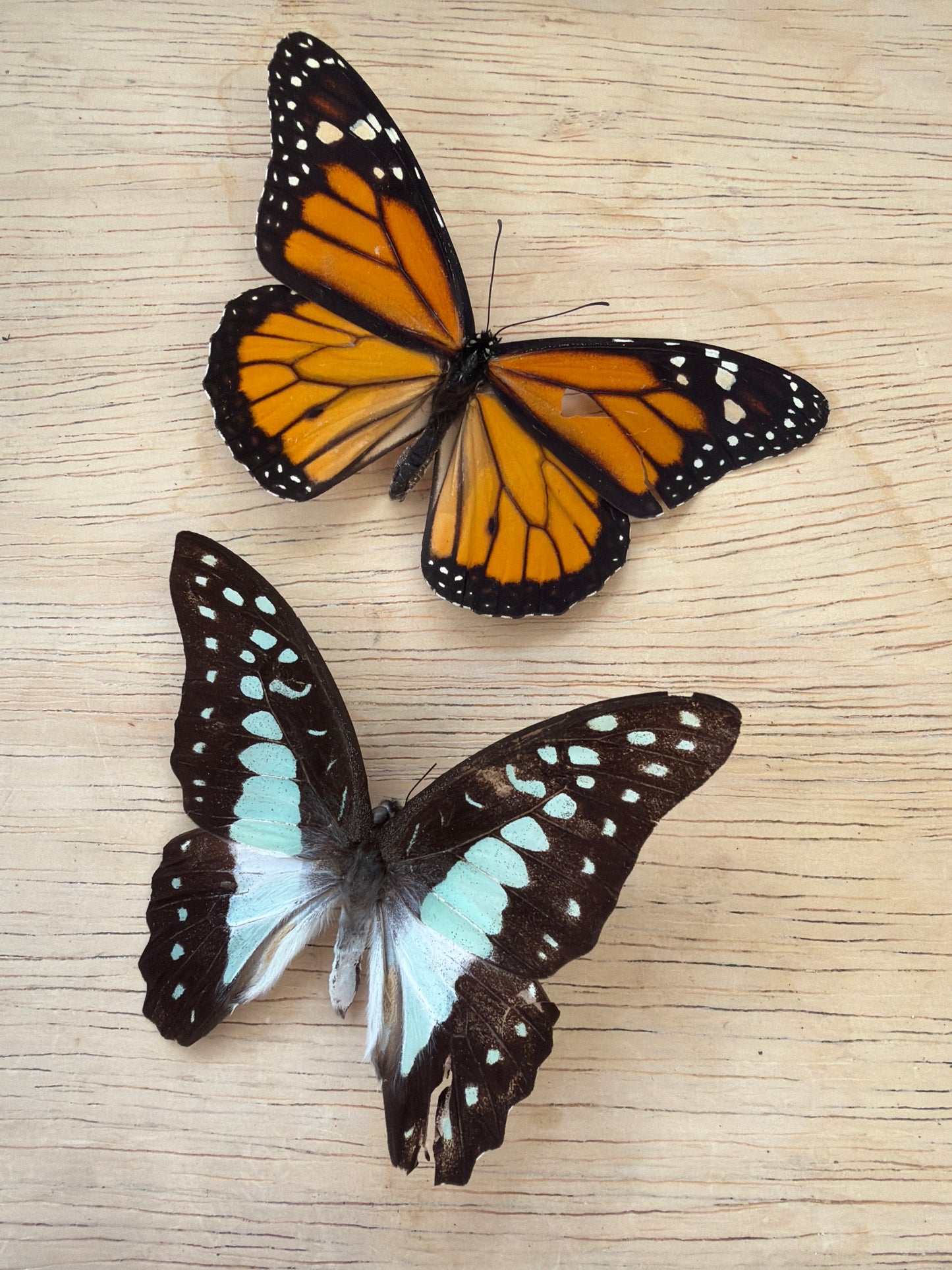 2 Spread butterflies, not framed Lot 526