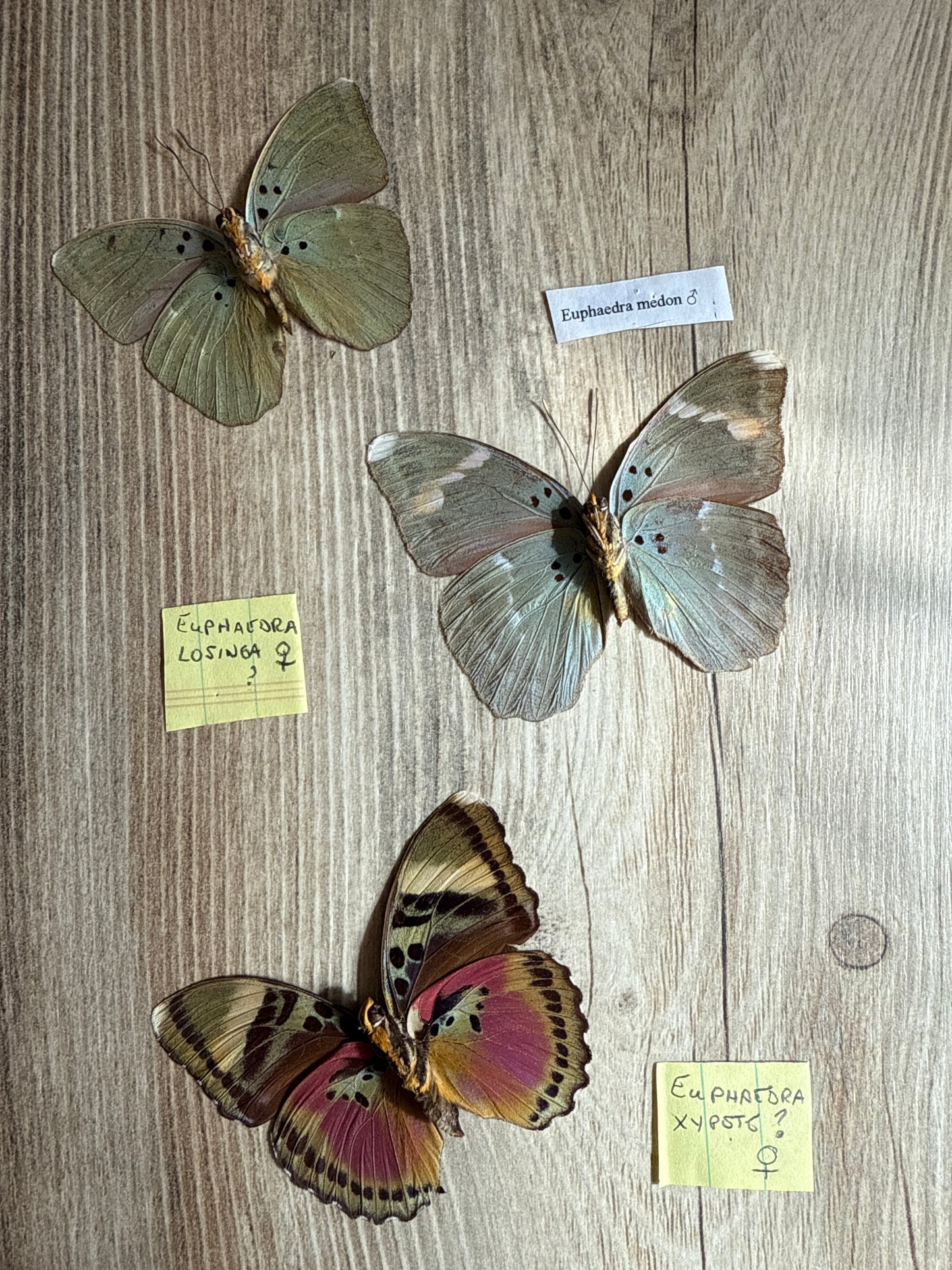 3 Spread Euphaedra butterflies, not framed, Lot 501