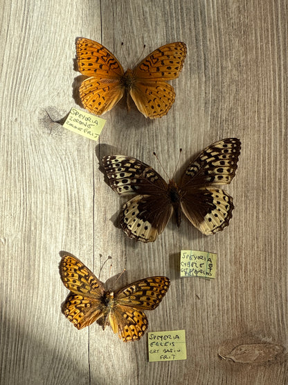 3 Spread Fritillary butterflies, not framed, A2, Lot 529