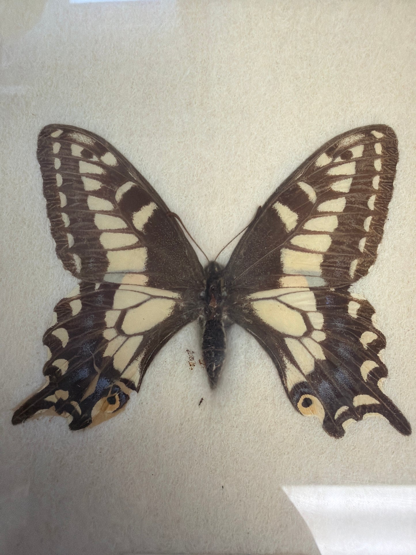 Vintage Framed Anise Swallowtail