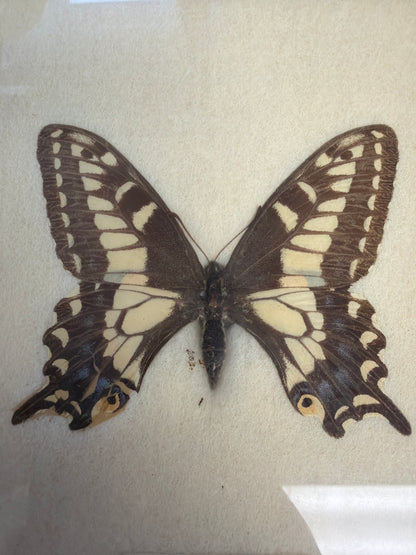 Vintage Framed Anise Swallowtail