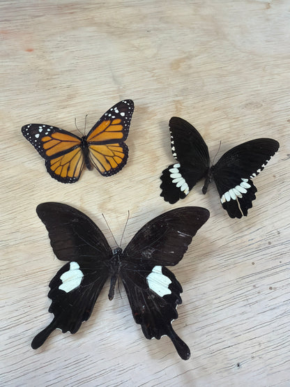 3 Spread butterflies, not framed Lot 512