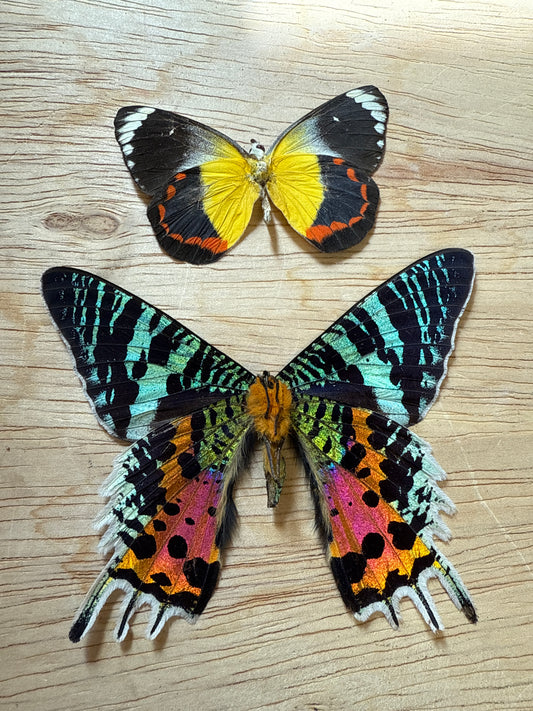 2 Spread butterflies/moth, not framed Lot 508