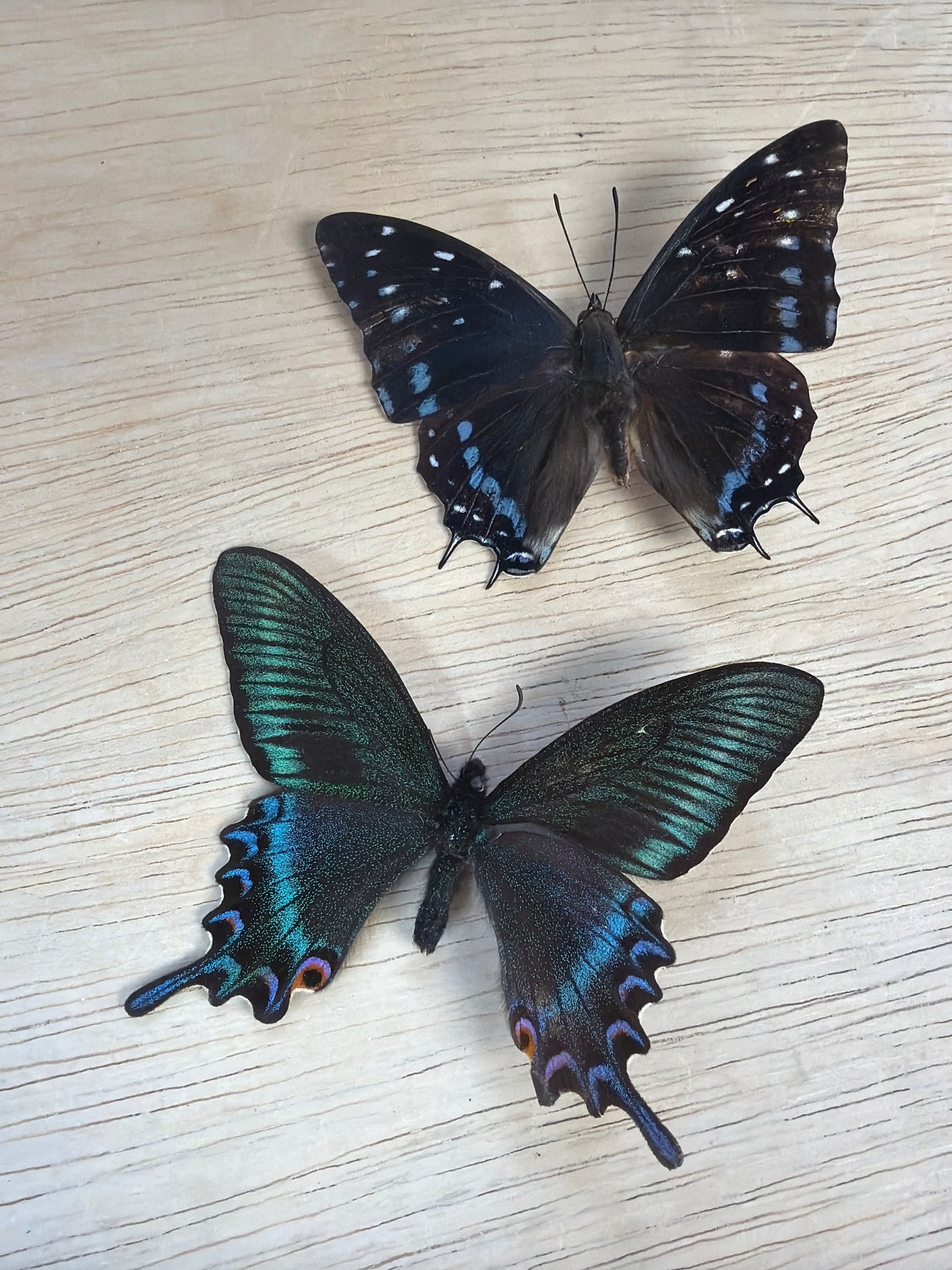 2 Spread Specimens, not framed Lot 501
