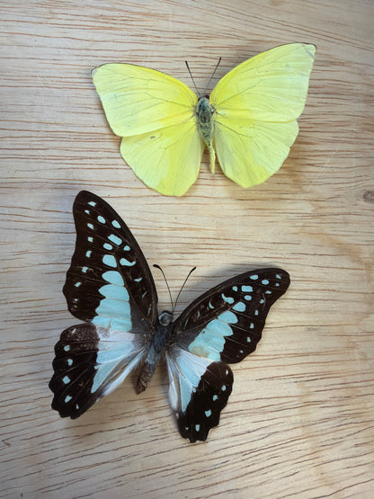 2 Spread butterflies, not framed Lot 500