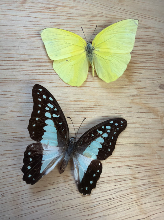 2 Spread butterflies, not framed Lot 500