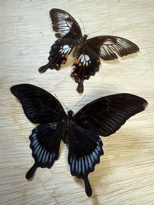 2 Spread butterflies, not framed Lot 502