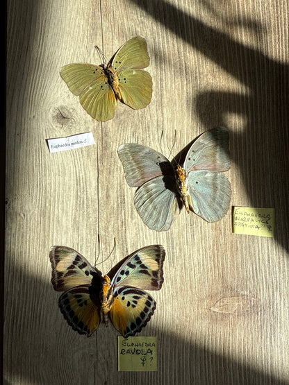 3 Spread Euphaedra butterflies, not framed, Lot 539