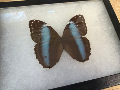 Blue Morpho achilles Spread and Framed Butterfly Lot 302