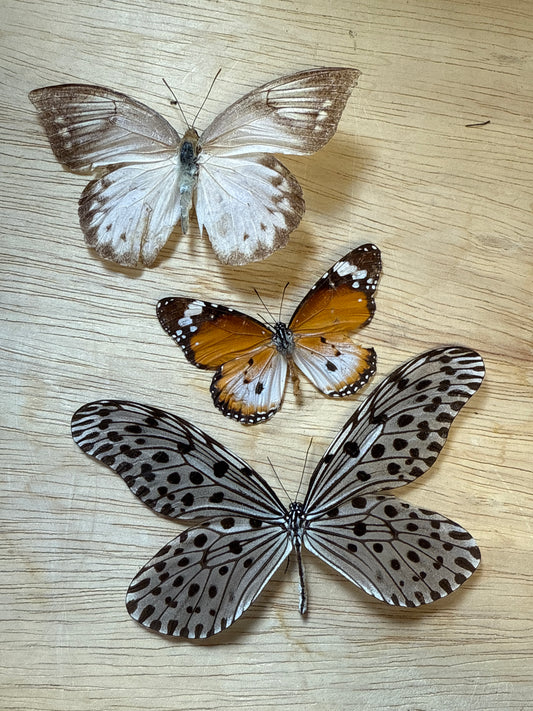 3 Spread butterflies, not framed Lot 505