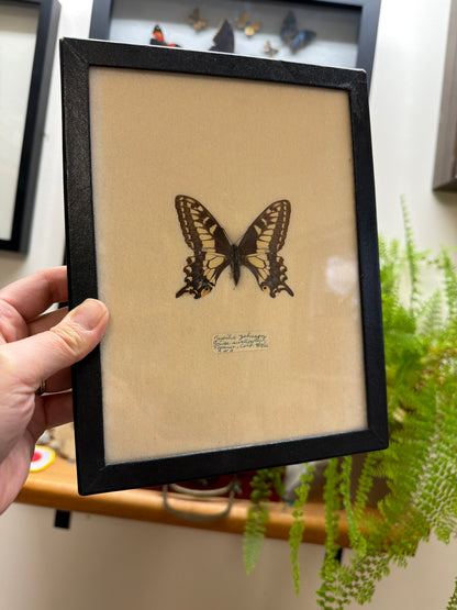 Vintage Framed Anise Swallowtail