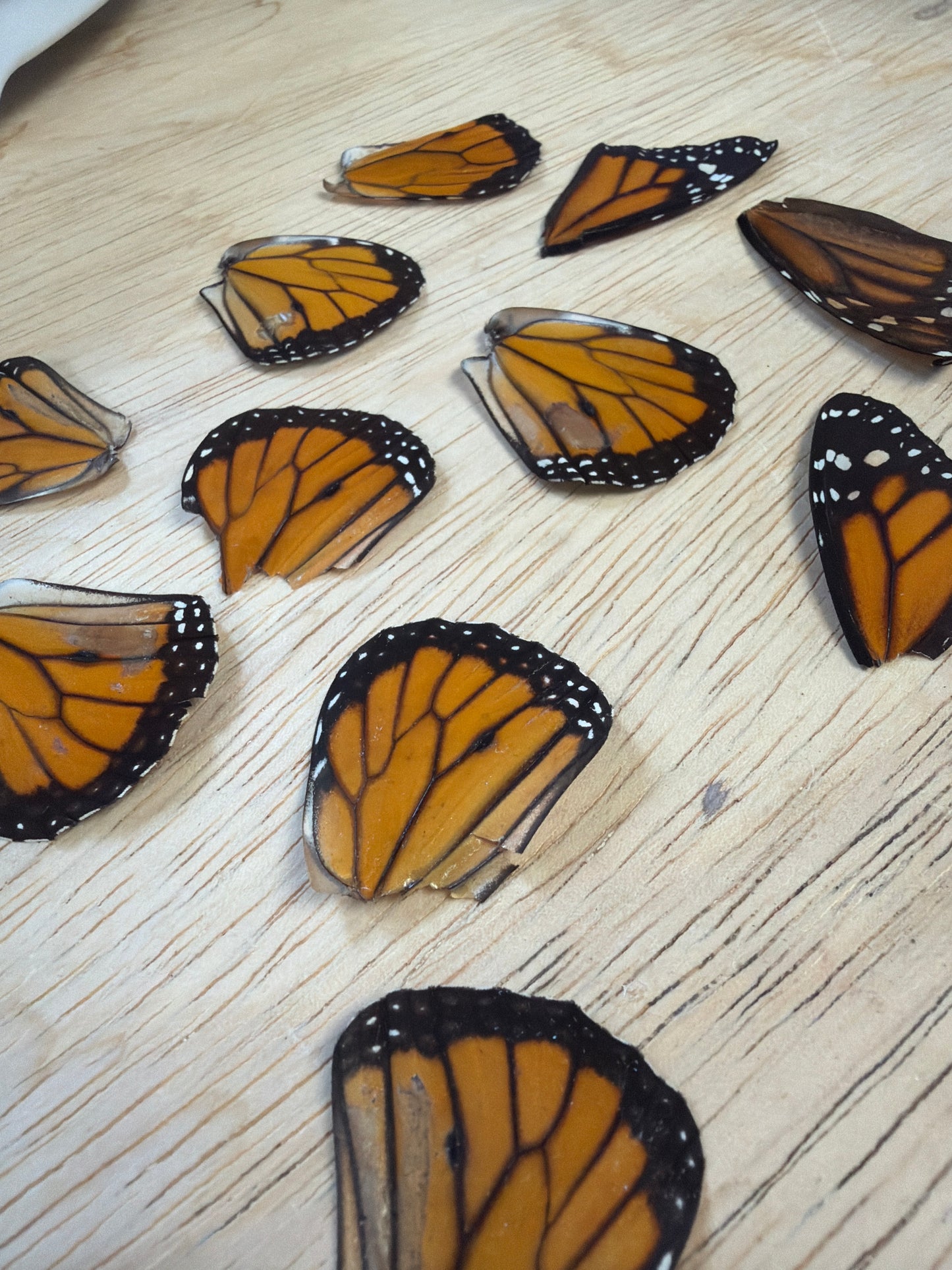 Damaged Monarch Wings Lot 330