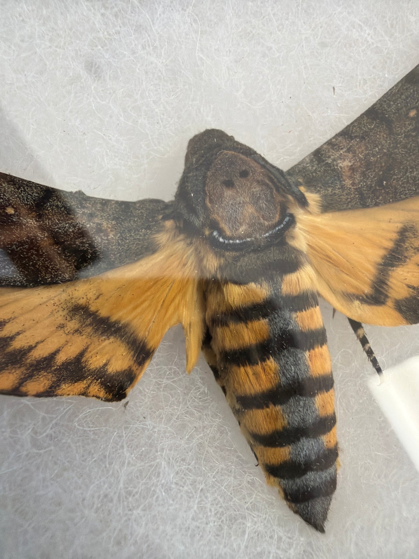 Lot 100 Framed Death's Head Hawkmoth 'Acherontia styx'