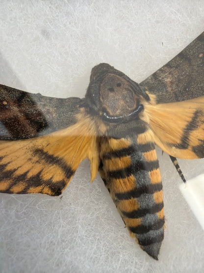 Lot 100 Framed Death's Head Hawkmoth 'Acherontia styx'