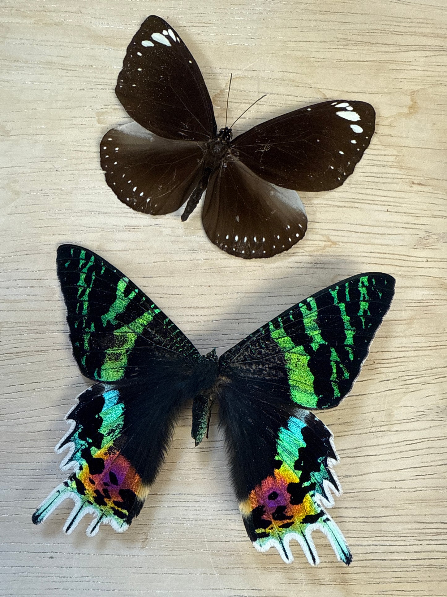 2 Spread butterflies/moth, not framed Lot 512