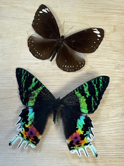 2 Spread butterflies/moth, not framed Lot 512
