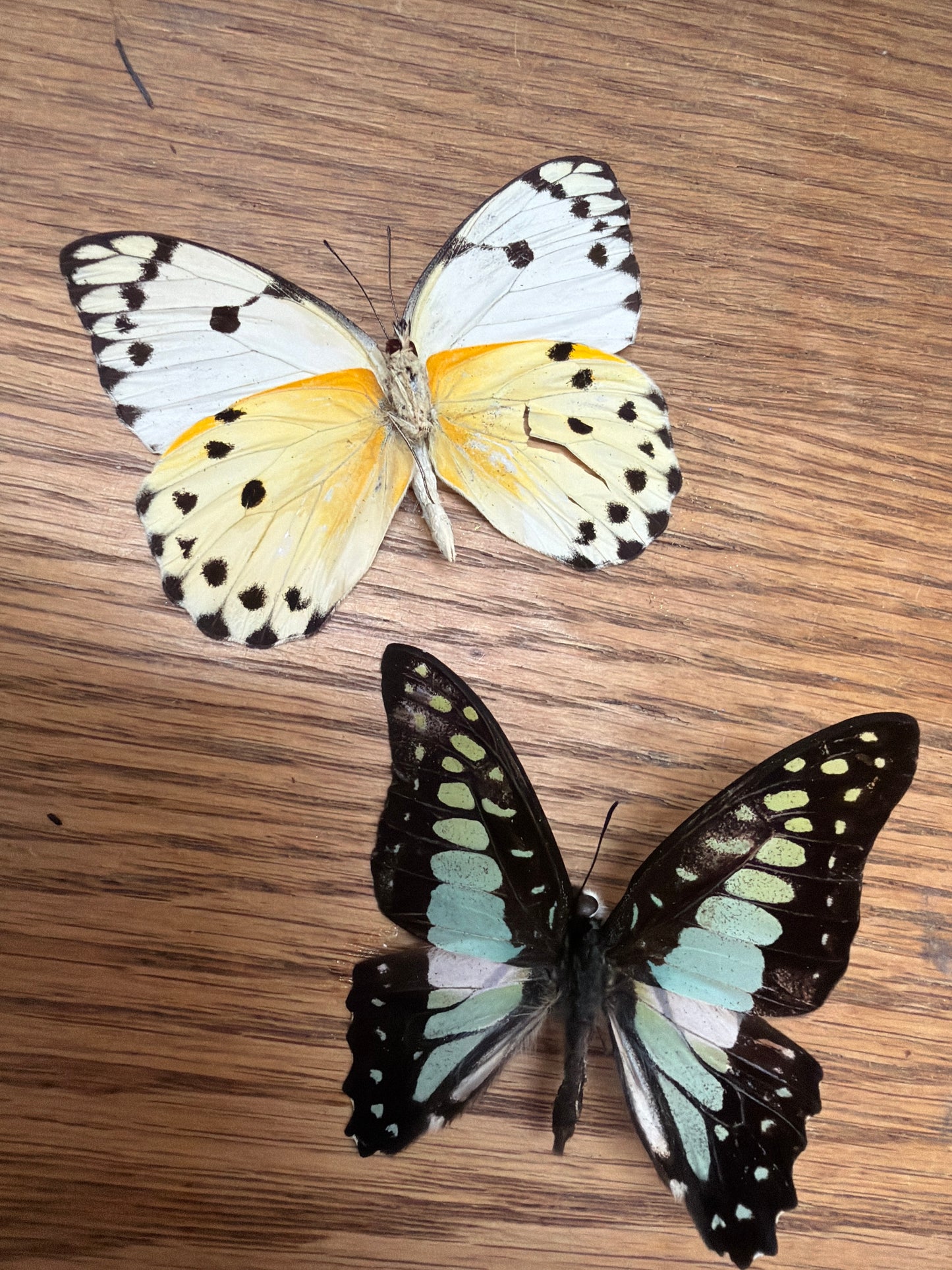 2 Spread butterflies, not framed Lot 509