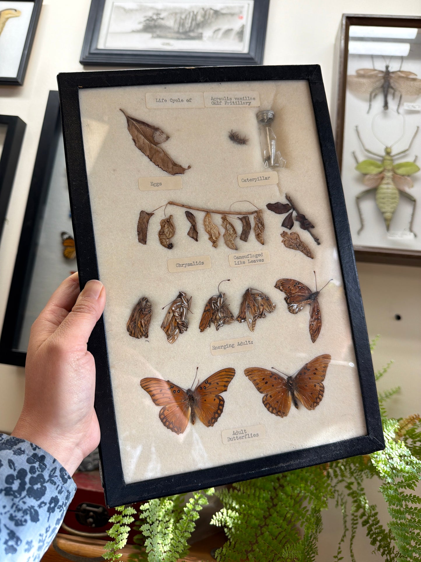 Vintage Butterfly Life Cycle Riker Frame