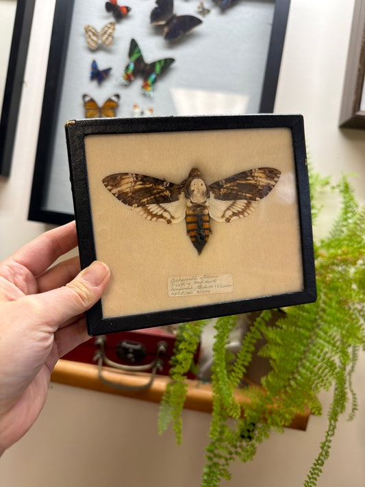 Vintage Framed Death's Head Hawkmoth
