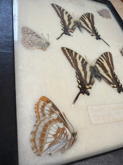 Vintage 1975 Framed Butterflies