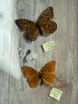 3 Spread butterflies, not framed, A2, Lot 500