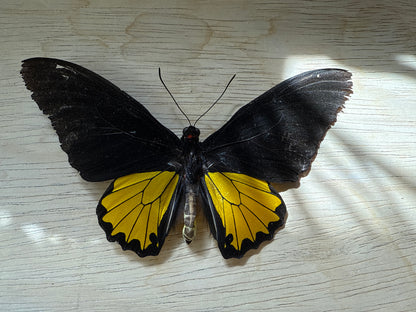 Spread Birdwing butterfly, not framed Lot 501