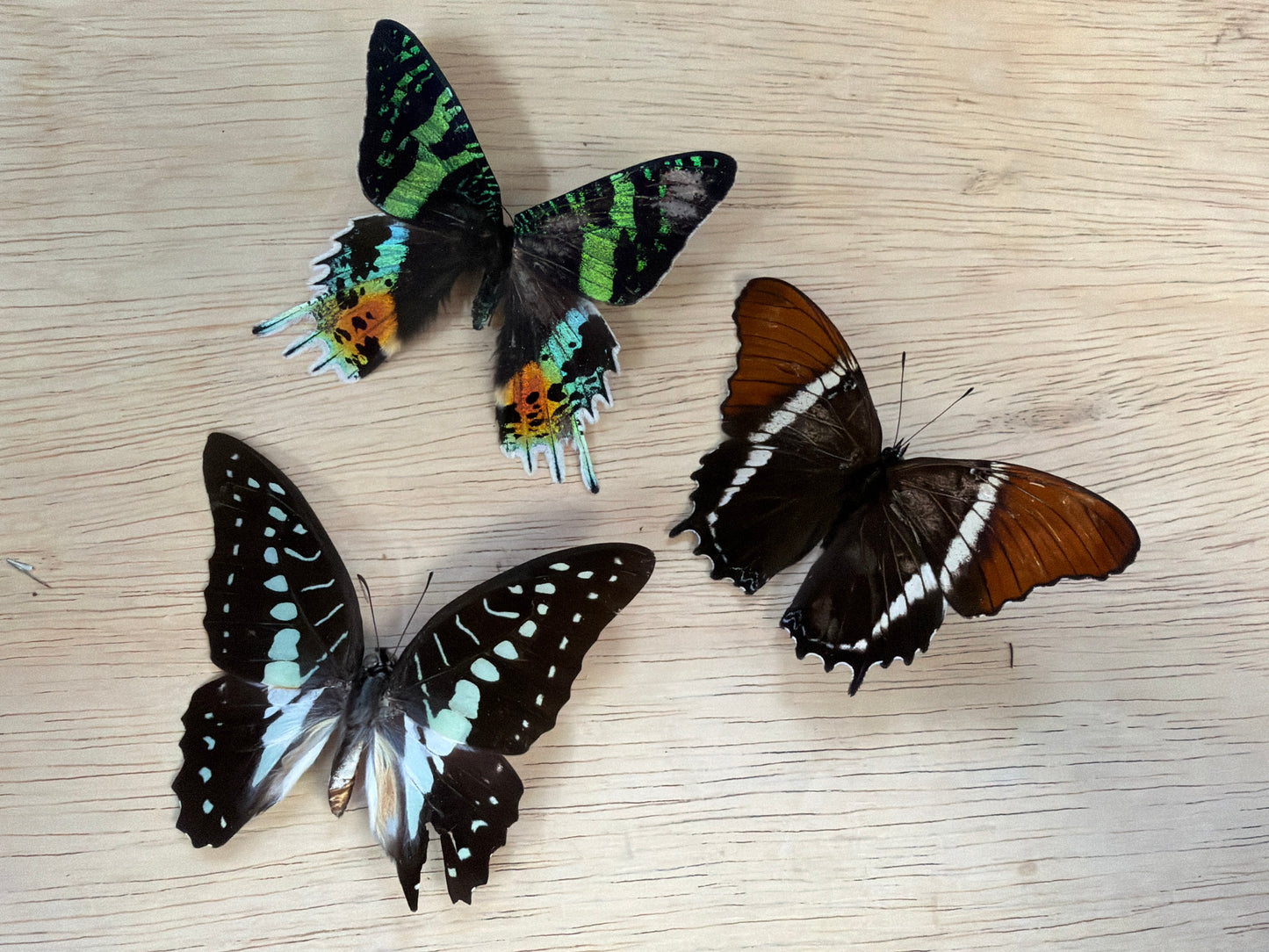3 Spread Specimens, not framed Lot 504