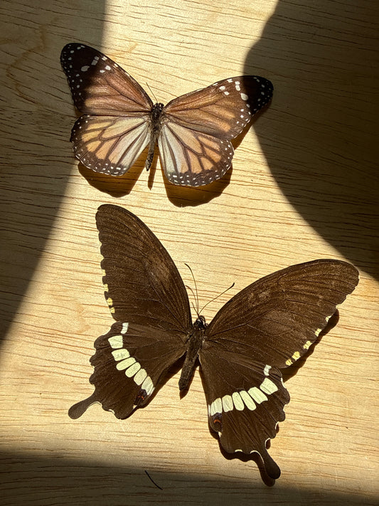 2 Spread butterflies, not framed Lot 506