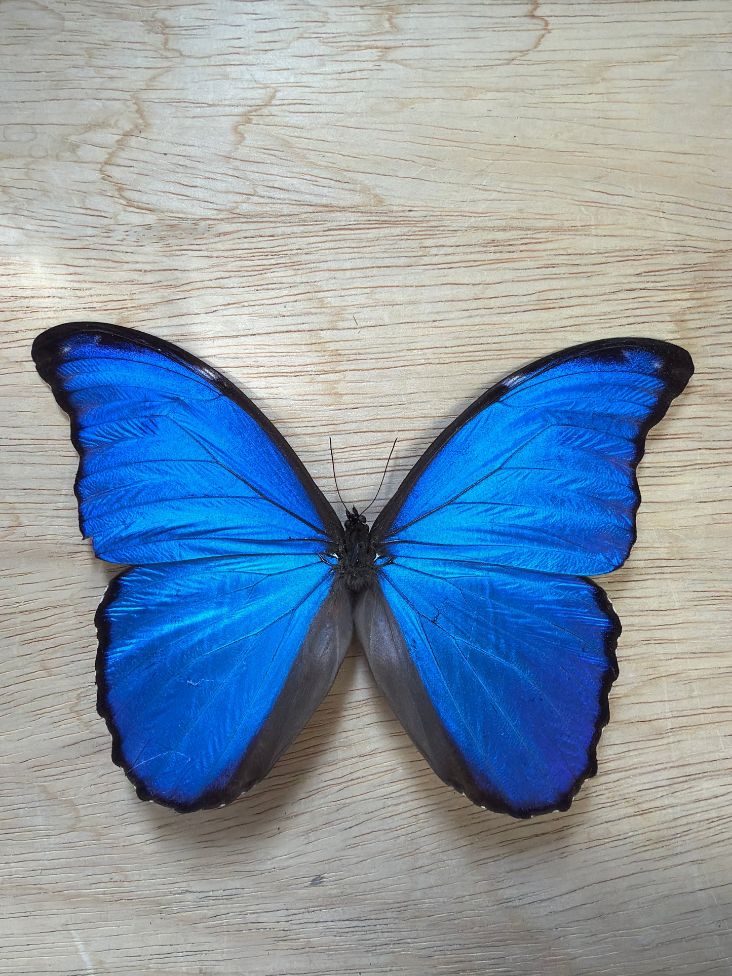 LOT 521 Spread Damaged Blue Morpho Butterfly