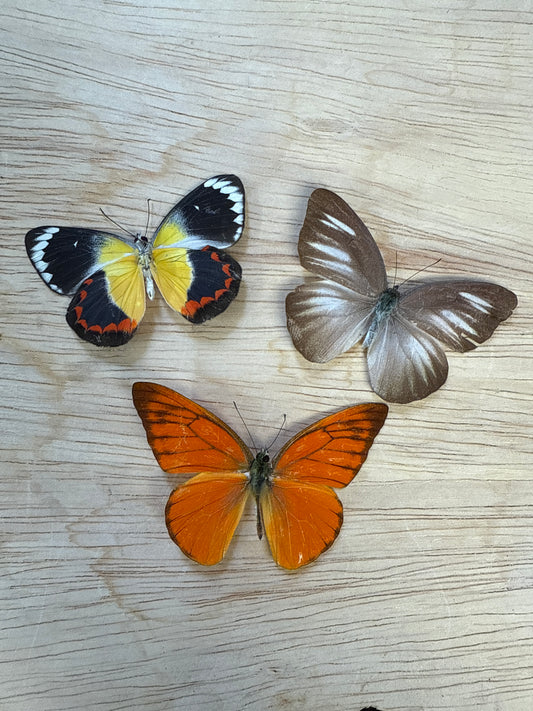 3 Spread butterflies, not framed Lot 506