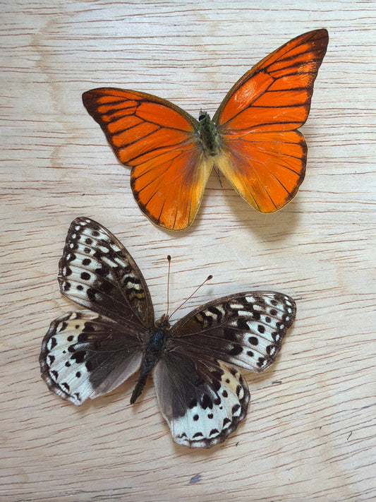 2 Spread butterflies, not framed Lot 522