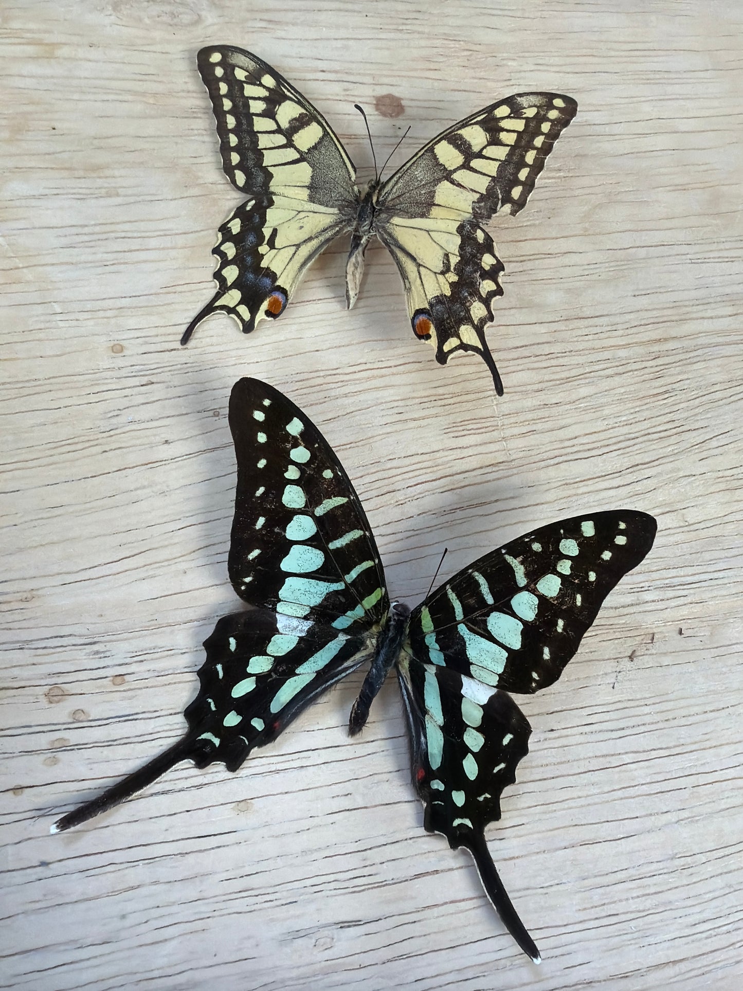 2 Spread butterflies, not framed Lot 511