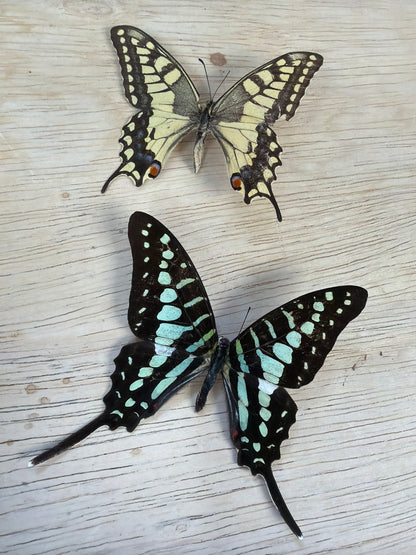 2 Spread butterflies, not framed Lot 511