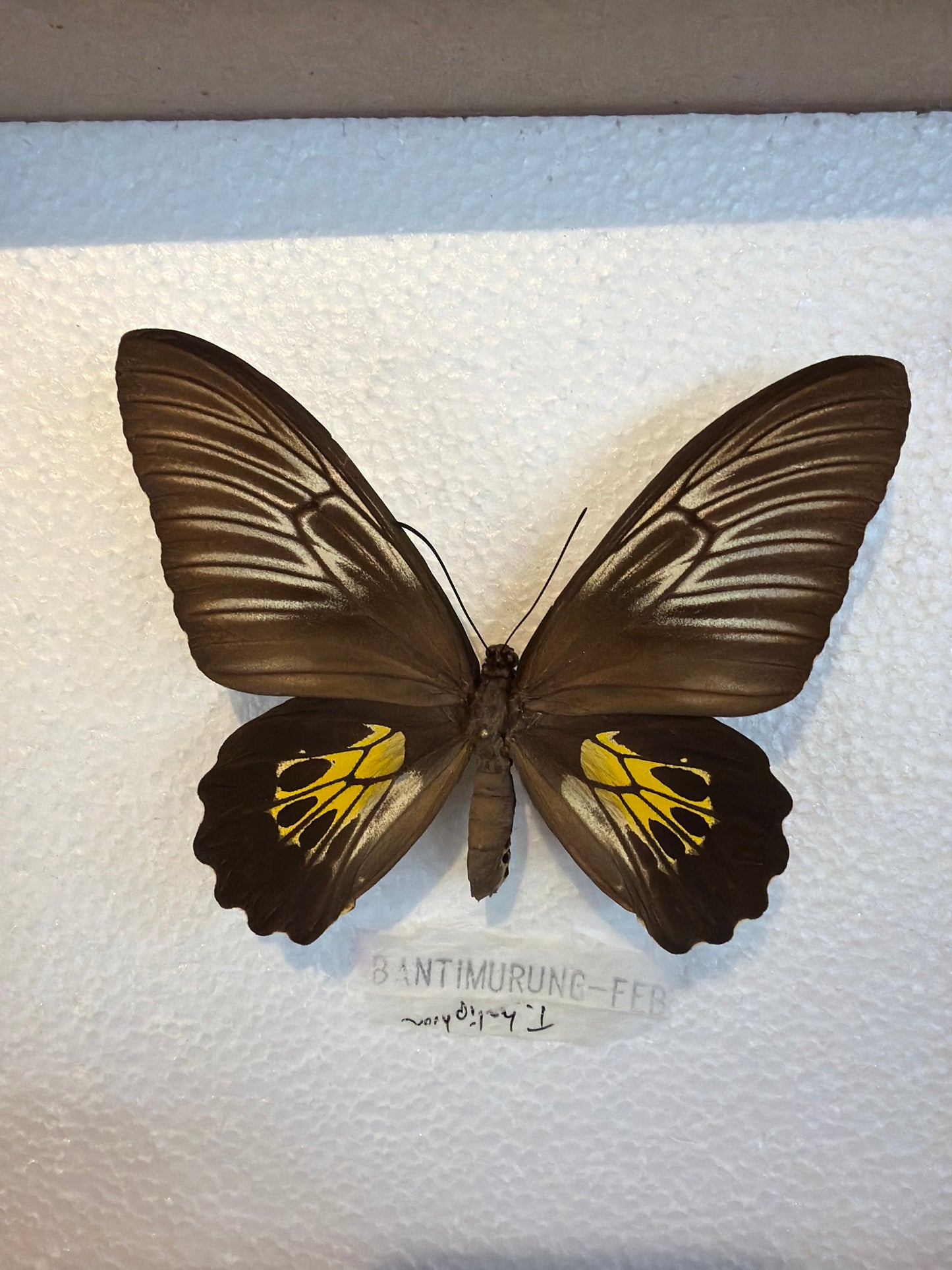 Spread Troides haliphon, female Birdwing Lot 318