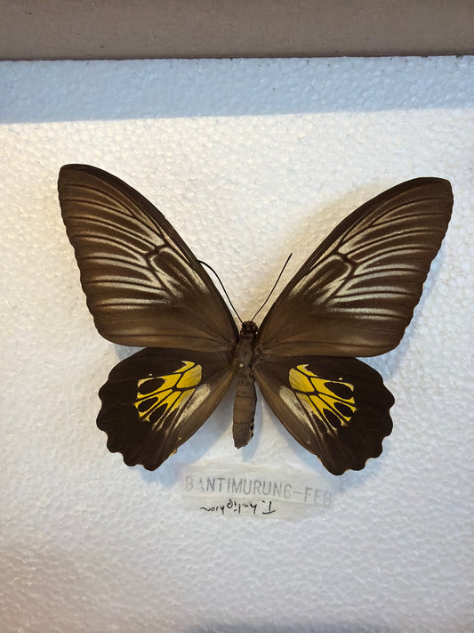 Spread Troides haliphon, female Birdwing Lot 318