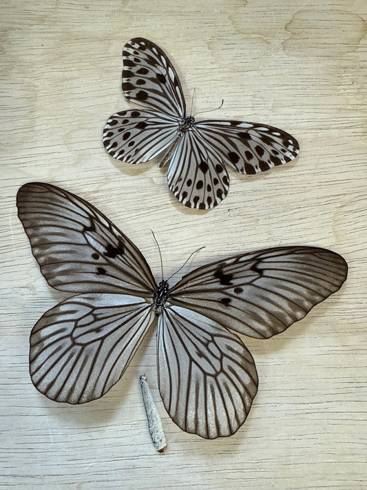 2 Spread butterflies, not framed Lot 522