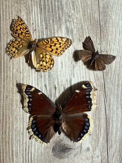 3 Spread butterflies, not framed, A2, Lot 551