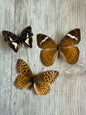 3 Spread butterflies, not framed, A2, Lot 540