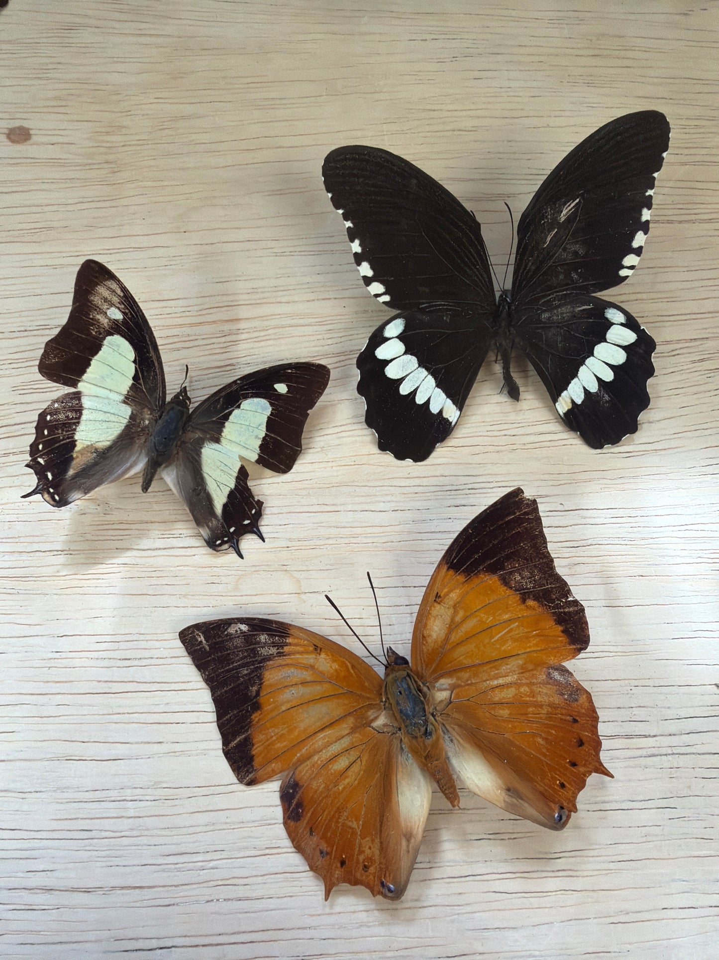 3 Spread butterflies, not framed Lot 502