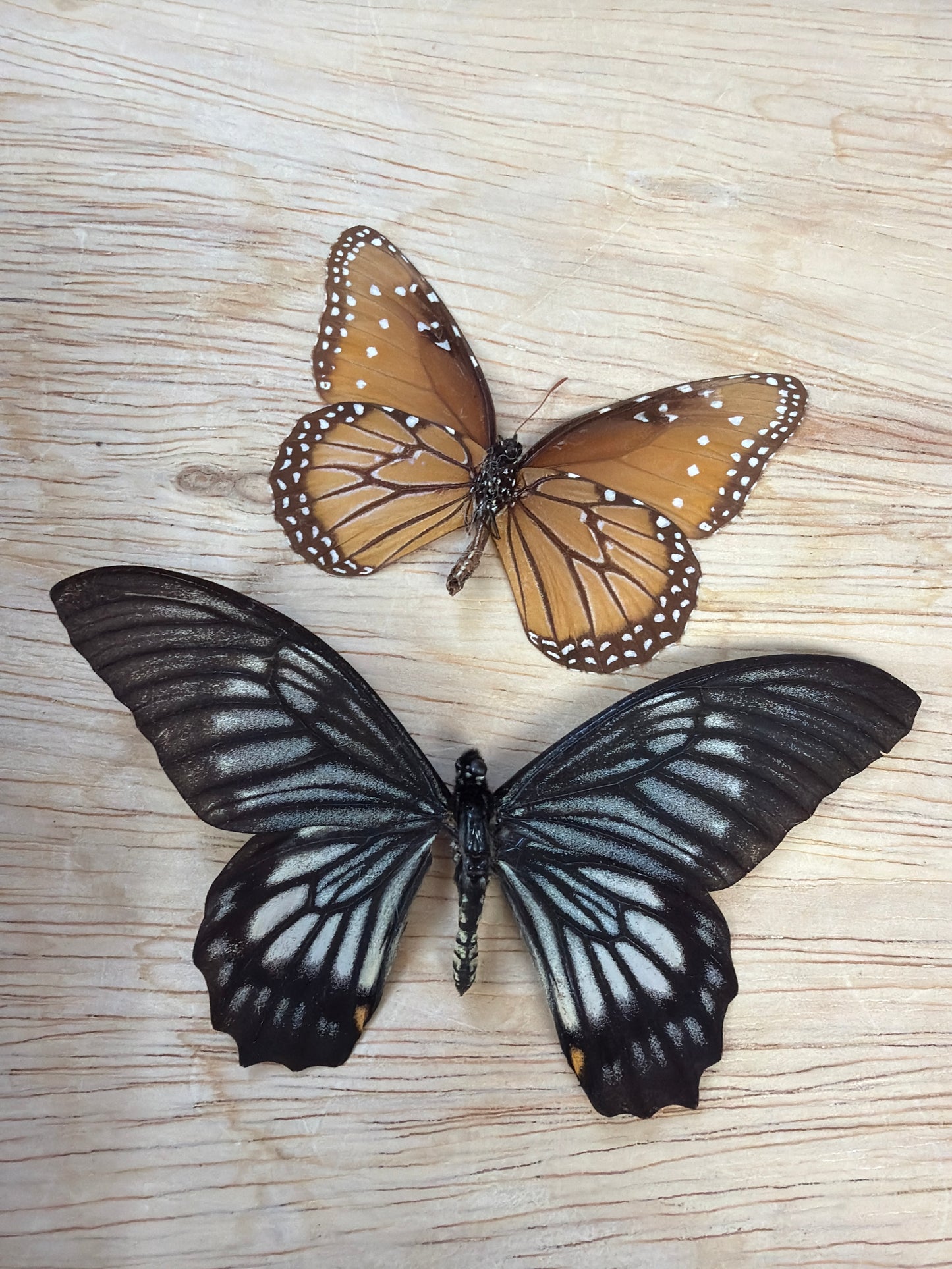 2 Spread butterflies, not framed Lot 504