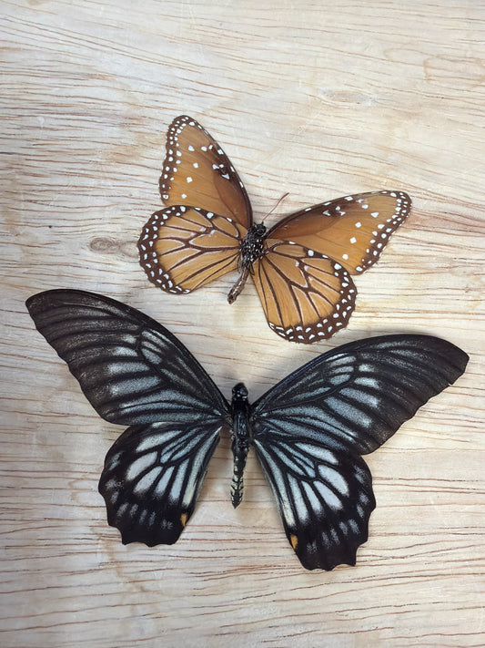 2 Spread butterflies, not framed Lot 504