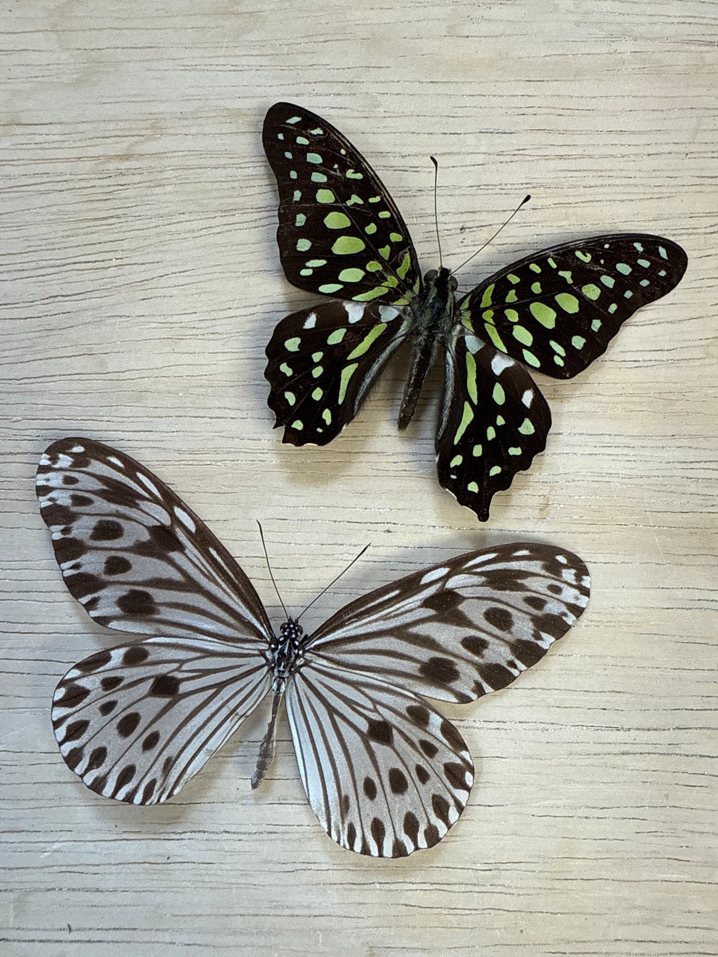 2 Spread butterflies, not framed Lot 521