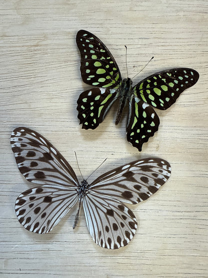 2 Spread butterflies, not framed Lot 521