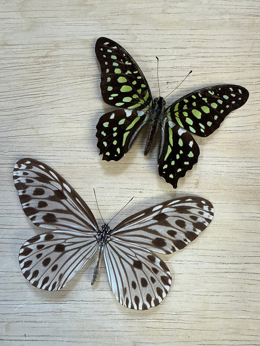 2 Spread butterflies, not framed Lot 521