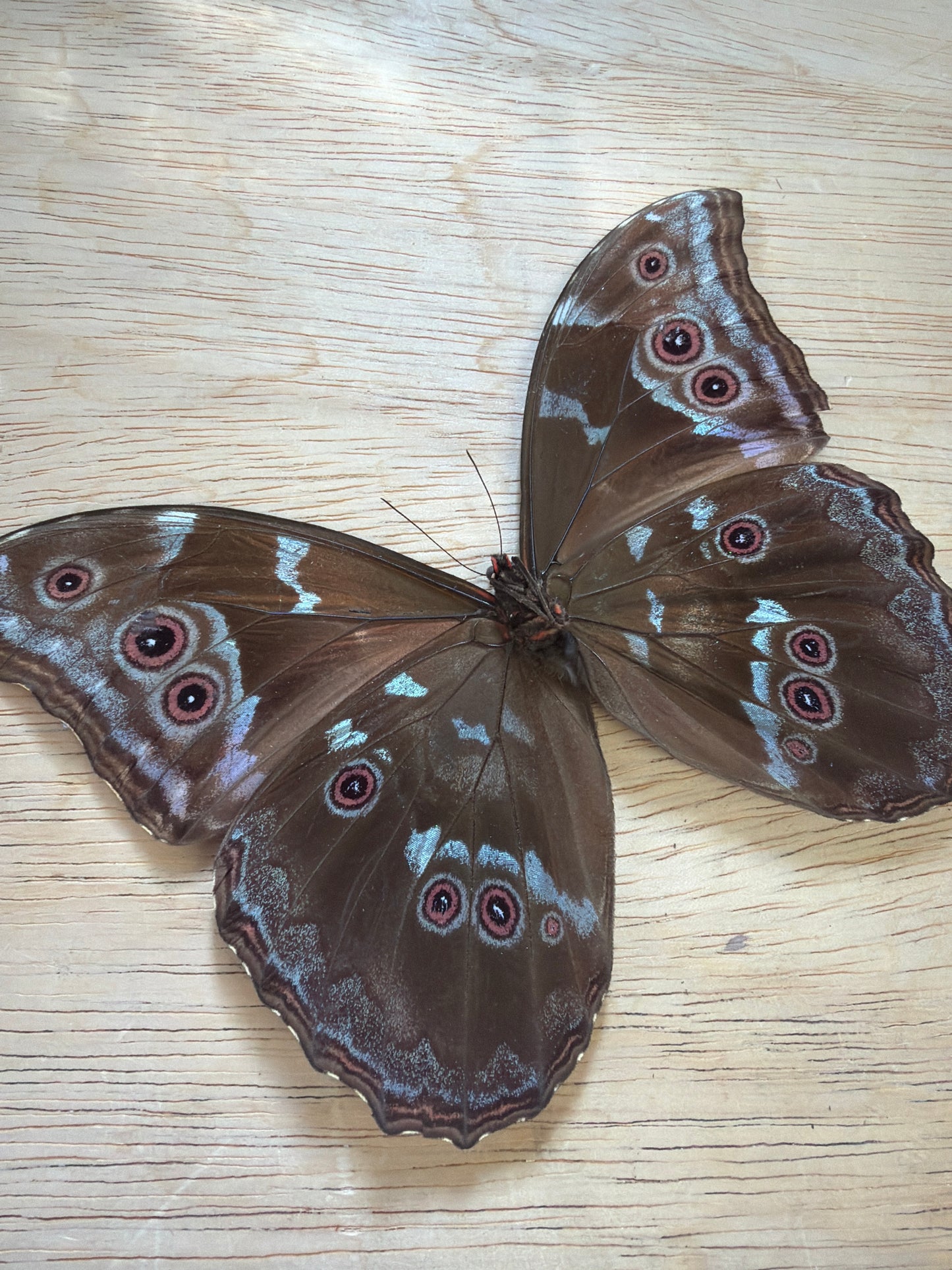 LOT 521 Spread Damaged Blue Morpho Butterfly
